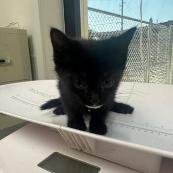 Binx -  Domestic Short Hair Cat for Adoption in Columbiana, Alabama - Binx | PetCurious