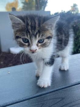 Rescue Domestic Short Hair Cats for Adoption in Ontario, California - NEEDS A FOSTER | PetCurious