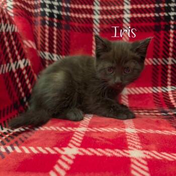 Iris -  Domestic Short Hair Cat for Adoption in Parkersburg, West Virginia - Iris | PetCurious