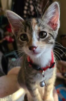 Rescue Domestic Short Hair Cats for Adoption in Fountain Valley, California - Mimi | PetCurious