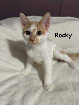 Rocky -  Tabby and Domestic Short Hair Cat for Adoption in Wyandotte, Michigan - Rocky | PetCurious