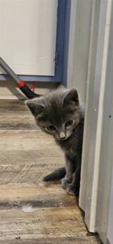BELL -  Domestic Short Hair Cat for Adoption in Charlotte, North Carolina - BELL | PetCurious