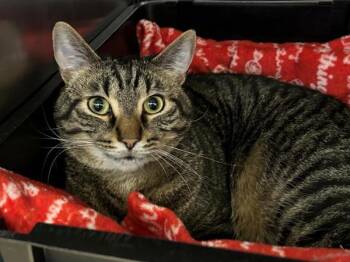 Domestic Short Hair Cats Available for Adoption - Normie | PetCurious