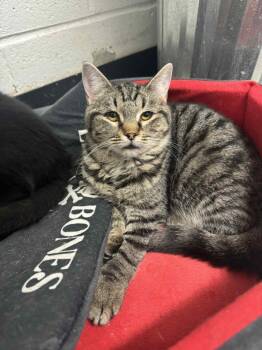 Domestic Short Hair Cats Available for Adoption in Marion, Ohio - Tinkie | PetCurious