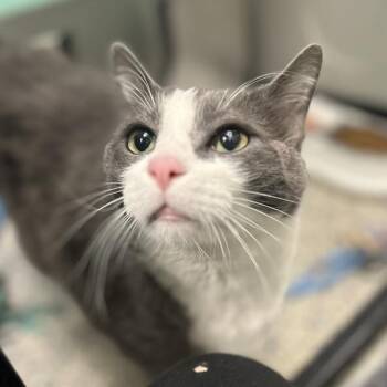 Domestic Short Hair Cats Available for Adoption in Golden, Colorado - Mister | PetCurious