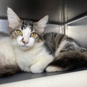 Oolong -  Domestic Medium Hair Cat for Adoption in Roanoke, Virginia - Oolong | PetCurious