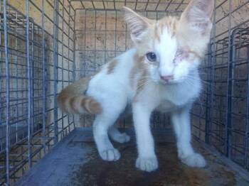 LUCA -  Domestic Short Hair Cat for Adoption in Fort Lauderdale, Florida - LUCA | PetCurious