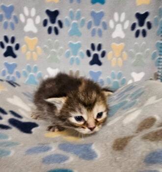 Smidge -  Domestic Short Hair Cat for Adoption in Wabash, Indiana - Smidge | PetCurious