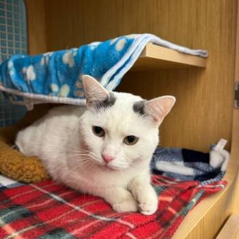 Rescue Domestic Short Hair Cats for Adoption - Burton | PetCurious