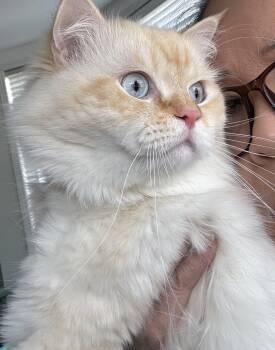 Ragdoll Cats Available for Adoption in Brampton, Ontario - Sokar | PetCurious