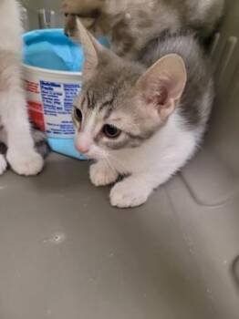 Korben Dallas -  Domestic Short Hair Cat for Adoption in Sacramento, California - Korben Dallas | PetCurious