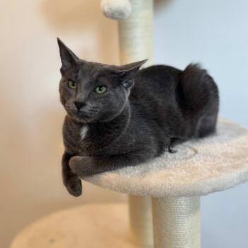 Domestic Short Hair Cats Available for Adoption - Misty | PetCurious