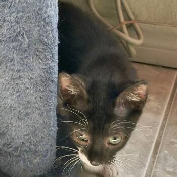 Skrillex -  Domestic Short Hair Cat for Adoption in Austin, Texas - Skrillex | PetCurious