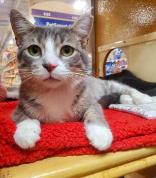 Rescue Tabby Cats for Adoption in Georgina, Ontario - Sky | PetCurious