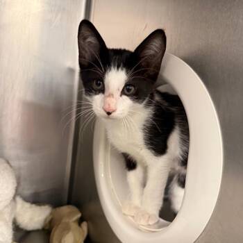 Bobby -  Domestic Short Hair Cat for Adoption in West Palm Beach, Florida - Bobby | PetCurious