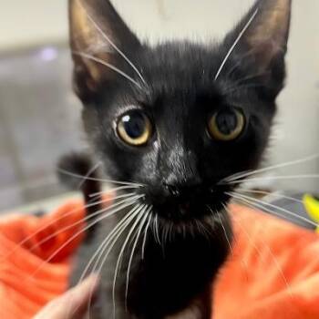 SPROUT -  Domestic Short Hair Cat for Adoption in Graham, Washington - SPROUT | PetCurious