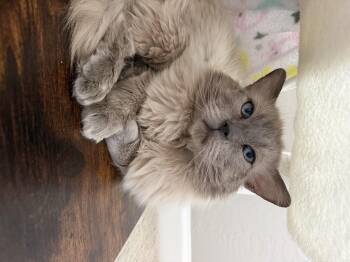 Siamese Cats Available for Adoption in San Tan Valley, Arizona - Chonkers | PetCurious