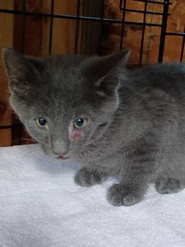 Matthew -  Domestic Short Hair Cat for Adoption in Liberty, New York - Matthew | PetCurious