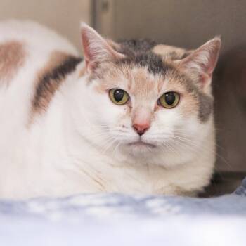 Domestic Short Hair Cats Available for Adoption in Versailles, Kentucky - Tinkerbell | PetCurious