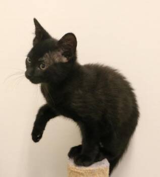Echo -  Domestic Short Hair Cat for Adoption in Indiana, Pennsylvania - Echo | PetCurious