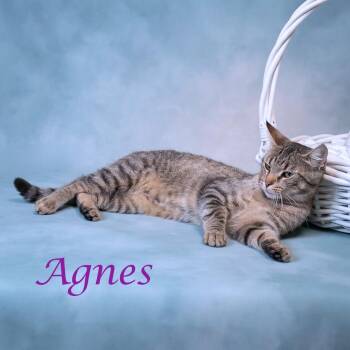 Agnes C26-220 -  Domestic Short Hair Cat for Adoption in Lebanon, Tennessee - Agnes C26-220 | PetCurious