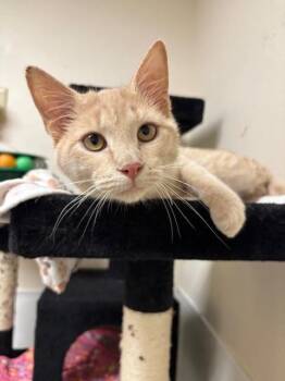 Rescue Tabby Cats for Adoption in Centralia, Illinois - Poptart | PetCurious