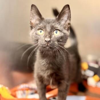 Mikey -  Domestic Short Hair Cat for Adoption in Jackson Township, New Jersey - Mikey | PetCurious