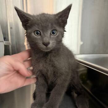Ollie -  Domestic Short Hair Cat for Adoption in Winston-salem, North Carolina - Ollie | PetCurious