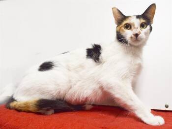 NOELLE -  Domestic Short Hair Cat for Adoption in Sacramento, California - NOELLE | PetCurious