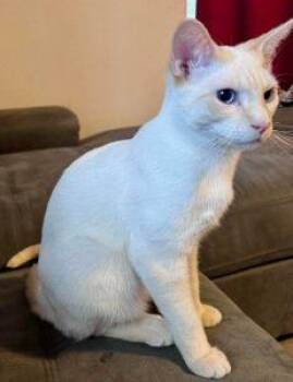 Domestic Short Hair Cats Available for Adoption in Anchorage, Alaska - Spike | PetCurious