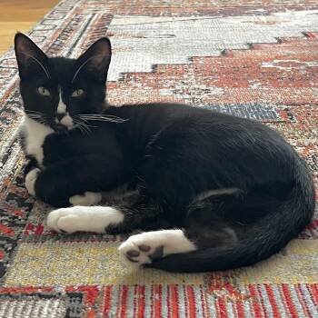 American Shorthair Cats Available for Adoption - Otto | PetCurious