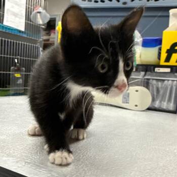 Lady Bug -  Domestic Short Hair Cat for Adoption in Spokane, Washington - Lady Bug | PetCurious