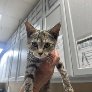 Olivia -  Domestic Short Hair Cat for Adoption in Lewisburg, West Virginia - Olivia | PetCurious