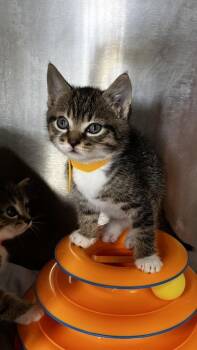 Egg -  Domestic Short Hair Cat for Adoption in West Chester, Pennsylvania - Egg | PetCurious