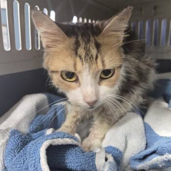 Sassy -  Domestic Short Hair Cat for Adoption in Newark, New Jersey - Sassy | PetCurious