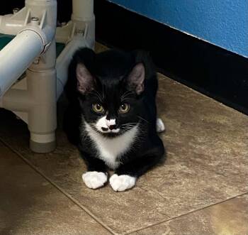 Rhysand -  Domestic Short Hair Cat for Adoption in Fargo, North Dakota - Rhysand | PetCurious