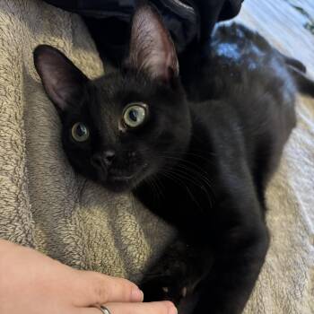 Dandy -  Bombay and Domestic Short Hair Cat for Adoption in UNIVERSITY PA, Maryland - Dandy | PetCurious