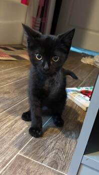 Yardstick (3 Feet) -  Domestic Medium Hair Cat for Adoption in Mobile, Alabama - Yardstick (3 Feet) | PetCurious
