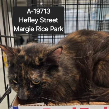 Rescue Domestic Medium Hair Cats for Adoption in Westminster, California - Fable | PetCurious