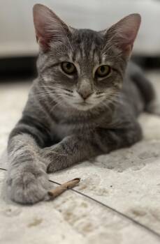 Miss Chee -  Domestic Short Hair Cat for Adoption in Reston, Virginia - Miss Chee | PetCurious