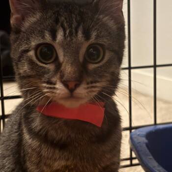 Lima -  Domestic Short Hair Cat for Adoption in Madison, Wisconsin - Lima | PetCurious