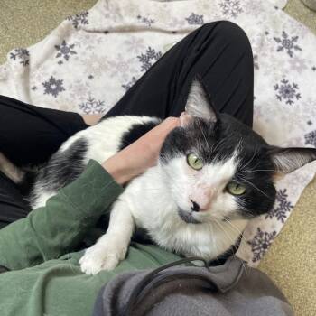Krispy Kreme -  Domestic Short Hair Cat for Adoption in Chicago, Illinois - Krispy Kreme | PetCurious