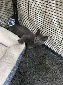 Mouse -  Domestic Short Hair Cat for Adoption in Denver, Colorado - Mouse | PetCurious