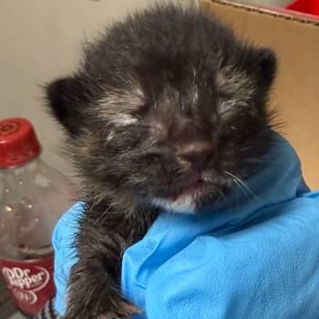 Purity -  Domestic Short Hair Cat for Adoption in Yuma, Arizona - Purity | PetCurious