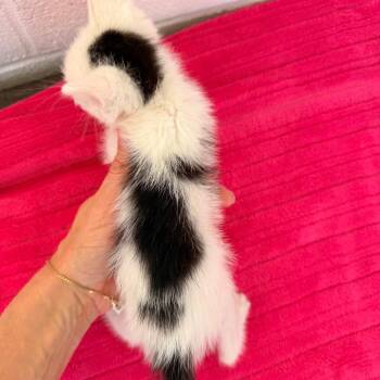 Domestic Short Hair Cats Available for Adoption in Evensville, Tennessee - Piper | PetCurious