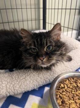 Domestic Long Hair Cats Available for Adoption - Pippin | PetCurious