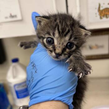 Harold 26-05-024 -  Domestic Short Hair Cat for Adoption in Bastrop, Texas - Harold 26-05-024 | PetCurious