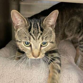 Domestic Short Hair Cats Available for Adoption in Enfield, New Hampshire - Princeton | PetCurious