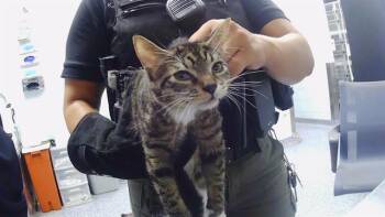 A1267425 -  Domestic Short Hair Cat for Adoption in Charlotte, North Carolina - A1267425 | PetCurious
