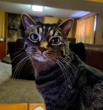 Domestic Short Hair and Tabby Cats Available for Adoption - Rue | PetCurious